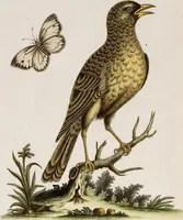 An illustration from (Band 6) (1764)