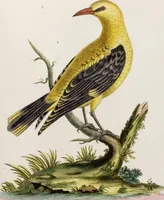 An illustration from (Band 6) (1764)