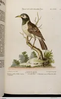 An illustration from (Band 6) (1764)