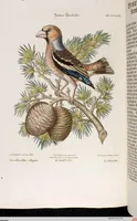 An illustration from (Band 6) (1764)