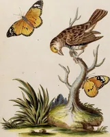 An illustration from (Band 6) (1764)