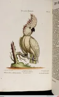 An illustration from (Band 6) (1764)