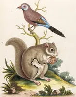 An illustration from (Band 6) (1764)