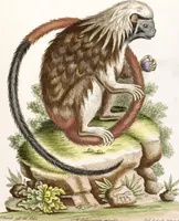 An illustration from (Band 6) (1764)