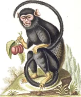 An illustration from (Band 6) (1764)