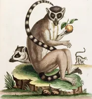 An illustration from (Band 6) (1764)
