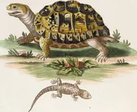 An illustration from (Band 6) (1764)