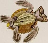 An illustration from (Band 6) (1764)