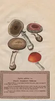 An illustration from Neueste Stubentapeten für die Jugend, oder genaue Abbildungen der bekanntesten Giftpflanzen und Giftschwämmen: Nebst einer angemessenen Beschreibung (1789)