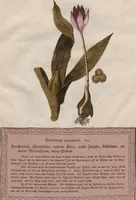 Picture 2 of 4 from Neueste Stubentapeten für die Jugend, oder genaue Abbildungen der bekanntesten Giftpflanzen und Giftschwämmen: Nebst einer angemessenen Beschreibung (1789), leaf 14