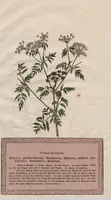 Picture 4 of 4 from Neueste Stubentapeten für die Jugend, oder genaue Abbildungen der bekanntesten Giftpflanzen und Giftschwämmen: Nebst einer angemessenen Beschreibung (1789), leaf 16