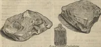 An illustration from Museum Museorum, Oder Vollständige Schau-Bühne Aller Materialien und Specereÿen: Nebst deren Natürlichen Beschreibung/ Election, Nutzen und Gebrauch/ Aus andern Material- Kunst- und Naturalien-Kammern/ Oost- und West-Indischen Reiß-Beschreibungen/ Curiosen Zeit- und Tag-Registern/ Natur- und Artzney-Kündigern/ wie auch selbst-eigenen Erfahrung ... (1704)