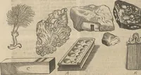 An illustration from Museum Museorum, Oder Vollständige Schau-Bühne Aller Materialien und Specereÿen: Nebst deren Natürlichen Beschreibung/ Election, Nutzen und Gebrauch/ Aus andern Material- Kunst- und Naturalien-Kammern/ Oost- und West-Indischen Reiß-Beschreibungen/ Curiosen Zeit- und Tag-Registern/ Natur- und Artzney-Kündigern/ wie auch selbst-eigenen Erfahrung ... (1704)