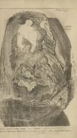 An illustration from Museum Museorum, Oder Vollständige Schau-Bühne Aller Materialien und Specereÿen: Nebst deren Natürlichen Beschreibung/ Election, Nutzen und Gebrauch/ Aus andern Material- Kunst- und Naturalien-Kammern/ Oost- und West-Indischen Reiß-Beschreibungen/ Curiosen Zeit- und Tag-Registern/ Natur- und Artzney-Kündigern/ wie auch selbst-eigenen Erfahrung ... (1704)