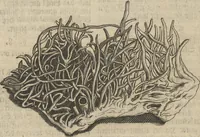An illustration from Museum Museorum, Oder Vollständige Schau-Bühne Aller Materialien und Specereÿen: Nebst deren Natürlichen Beschreibung/ Election, Nutzen und Gebrauch/ Aus andern Material- Kunst- und Naturalien-Kammern/ Oost- und West-Indischen Reiß-Beschreibungen/ Curiosen Zeit- und Tag-Registern/ Natur- und Artzney-Kündigern/ wie auch selbst-eigenen Erfahrung ... (1704)