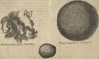 An illustration from Museum Museorum, Oder Vollständige Schau-Bühne Aller Materialien und Specereÿen: Nebst deren Natürlichen Beschreibung/ Election, Nutzen und Gebrauch/ Aus andern Material- Kunst- und Naturalien-Kammern/ Oost- und West-Indischen Reiß-Beschreibungen/ Curiosen Zeit- und Tag-Registern/ Natur- und Artzney-Kündigern/ wie auch selbst-eigenen Erfahrung ... (1704)