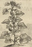 An illustration from Museum Museorum, Oder Vollständige Schau-Bühne Aller Materialien und Specereÿen: Nebst deren Natürlichen Beschreibung/ Election, Nutzen und Gebrauch/ Aus andern Material- Kunst- und Naturalien-Kammern/ Oost- und West-Indischen Reiß-Beschreibungen/ Curiosen Zeit- und Tag-Registern/ Natur- und Artzney-Kündigern/ wie auch selbst-eigenen Erfahrung ... (1704)