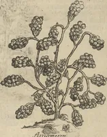 An illustration from Museum Museorum, Oder Vollständige Schau-Bühne Aller Materialien und Specereÿen: Nebst deren Natürlichen Beschreibung/ Election, Nutzen und Gebrauch/ Aus andern Material- Kunst- und Naturalien-Kammern/ Oost- und West-Indischen Reiß-Beschreibungen/ Curiosen Zeit- und Tag-Registern/ Natur- und Artzney-Kündigern/ wie auch selbst-eigenen Erfahrung ... (1704)