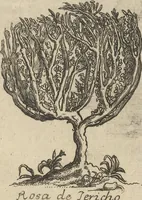 Picture 48 of 284 from Museum Museorum, Oder Vollständige Schau-Bühne Aller Materialien und Specereÿen: Nebst deren Natürlichen Beschreibung/ Election, Nutzen und Gebrauch/ Aus andern Material- Kunst- und Naturalien-Kammern/ Oost- und West-Indischen Reiß-Beschreibungen/ Curiosen Zeit- und Tag-Registern/ Natur- und Artzney-Kündigern/ wie auch selbst-eigenen Erfahrung ... (1704), leaf 144