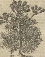 An illustration from Museum Museorum, Oder Vollständige Schau-Bühne Aller Materialien und Specereÿen: Nebst deren Natürlichen Beschreibung/ Election, Nutzen und Gebrauch/ Aus andern Material- Kunst- und Naturalien-Kammern/ Oost- und West-Indischen Reiß-Beschreibungen/ Curiosen Zeit- und Tag-Registern/ Natur- und Artzney-Kündigern/ wie auch selbst-eigenen Erfahrung ... (1704)