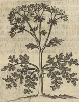 An illustration from Museum Museorum, Oder Vollständige Schau-Bühne Aller Materialien und Specereÿen: Nebst deren Natürlichen Beschreibung/ Election, Nutzen und Gebrauch/ Aus andern Material- Kunst- und Naturalien-Kammern/ Oost- und West-Indischen Reiß-Beschreibungen/ Curiosen Zeit- und Tag-Registern/ Natur- und Artzney-Kündigern/ wie auch selbst-eigenen Erfahrung ... (1704)