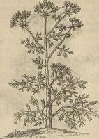 An illustration from Museum Museorum, Oder Vollständige Schau-Bühne Aller Materialien und Specereÿen: Nebst deren Natürlichen Beschreibung/ Election, Nutzen und Gebrauch/ Aus andern Material- Kunst- und Naturalien-Kammern/ Oost- und West-Indischen Reiß-Beschreibungen/ Curiosen Zeit- und Tag-Registern/ Natur- und Artzney-Kündigern/ wie auch selbst-eigenen Erfahrung ... (1704)