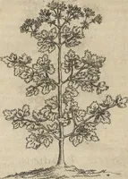 An illustration from Museum Museorum, Oder Vollständige Schau-Bühne Aller Materialien und Specereÿen: Nebst deren Natürlichen Beschreibung/ Election, Nutzen und Gebrauch/ Aus andern Material- Kunst- und Naturalien-Kammern/ Oost- und West-Indischen Reiß-Beschreibungen/ Curiosen Zeit- und Tag-Registern/ Natur- und Artzney-Kündigern/ wie auch selbst-eigenen Erfahrung ... (1704)