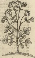 An illustration from Museum Museorum, Oder Vollständige Schau-Bühne Aller Materialien und Specereÿen: Nebst deren Natürlichen Beschreibung/ Election, Nutzen und Gebrauch/ Aus andern Material- Kunst- und Naturalien-Kammern/ Oost- und West-Indischen Reiß-Beschreibungen/ Curiosen Zeit- und Tag-Registern/ Natur- und Artzney-Kündigern/ wie auch selbst-eigenen Erfahrung ... (1704)