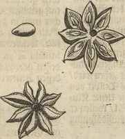 An illustration from Museum Museorum, Oder Vollständige Schau-Bühne Aller Materialien und Specereÿen: Nebst deren Natürlichen Beschreibung/ Election, Nutzen und Gebrauch/ Aus andern Material- Kunst- und Naturalien-Kammern/ Oost- und West-Indischen Reiß-Beschreibungen/ Curiosen Zeit- und Tag-Registern/ Natur- und Artzney-Kündigern/ wie auch selbst-eigenen Erfahrung ... (1704)