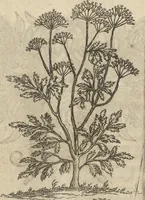 An illustration from Museum Museorum, Oder Vollständige Schau-Bühne Aller Materialien und Specereÿen: Nebst deren Natürlichen Beschreibung/ Election, Nutzen und Gebrauch/ Aus andern Material- Kunst- und Naturalien-Kammern/ Oost- und West-Indischen Reiß-Beschreibungen/ Curiosen Zeit- und Tag-Registern/ Natur- und Artzney-Kündigern/ wie auch selbst-eigenen Erfahrung ... (1704)