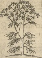 An illustration from Museum Museorum, Oder Vollständige Schau-Bühne Aller Materialien und Specereÿen: Nebst deren Natürlichen Beschreibung/ Election, Nutzen und Gebrauch/ Aus andern Material- Kunst- und Naturalien-Kammern/ Oost- und West-Indischen Reiß-Beschreibungen/ Curiosen Zeit- und Tag-Registern/ Natur- und Artzney-Kündigern/ wie auch selbst-eigenen Erfahrung ... (1704)