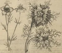 An illustration from Museum Museorum, Oder Vollständige Schau-Bühne Aller Materialien und Specereÿen: Nebst deren Natürlichen Beschreibung/ Election, Nutzen und Gebrauch/ Aus andern Material- Kunst- und Naturalien-Kammern/ Oost- und West-Indischen Reiß-Beschreibungen/ Curiosen Zeit- und Tag-Registern/ Natur- und Artzney-Kündigern/ wie auch selbst-eigenen Erfahrung ... (1704)