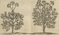 An illustration from Museum Museorum, Oder Vollständige Schau-Bühne Aller Materialien und Specereÿen: Nebst deren Natürlichen Beschreibung/ Election, Nutzen und Gebrauch/ Aus andern Material- Kunst- und Naturalien-Kammern/ Oost- und West-Indischen Reiß-Beschreibungen/ Curiosen Zeit- und Tag-Registern/ Natur- und Artzney-Kündigern/ wie auch selbst-eigenen Erfahrung ... (1704)