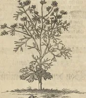 An illustration from Museum Museorum, Oder Vollständige Schau-Bühne Aller Materialien und Specereÿen: Nebst deren Natürlichen Beschreibung/ Election, Nutzen und Gebrauch/ Aus andern Material- Kunst- und Naturalien-Kammern/ Oost- und West-Indischen Reiß-Beschreibungen/ Curiosen Zeit- und Tag-Registern/ Natur- und Artzney-Kündigern/ wie auch selbst-eigenen Erfahrung ... (1704)