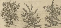 An illustration from Museum Museorum, Oder Vollständige Schau-Bühne Aller Materialien und Specereÿen: Nebst deren Natürlichen Beschreibung/ Election, Nutzen und Gebrauch/ Aus andern Material- Kunst- und Naturalien-Kammern/ Oost- und West-Indischen Reiß-Beschreibungen/ Curiosen Zeit- und Tag-Registern/ Natur- und Artzney-Kündigern/ wie auch selbst-eigenen Erfahrung ... (1704)