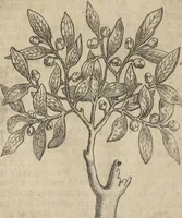An illustration from Museum Museorum, Oder Vollständige Schau-Bühne Aller Materialien und Specereÿen: Nebst deren Natürlichen Beschreibung/ Election, Nutzen und Gebrauch/ Aus andern Material- Kunst- und Naturalien-Kammern/ Oost- und West-Indischen Reiß-Beschreibungen/ Curiosen Zeit- und Tag-Registern/ Natur- und Artzney-Kündigern/ wie auch selbst-eigenen Erfahrung ... (1704)