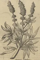 An illustration from Museum Museorum, Oder Vollständige Schau-Bühne Aller Materialien und Specereÿen: Nebst deren Natürlichen Beschreibung/ Election, Nutzen und Gebrauch/ Aus andern Material- Kunst- und Naturalien-Kammern/ Oost- und West-Indischen Reiß-Beschreibungen/ Curiosen Zeit- und Tag-Registern/ Natur- und Artzney-Kündigern/ wie auch selbst-eigenen Erfahrung ... (1704)