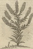 An illustration from Museum Museorum, Oder Vollständige Schau-Bühne Aller Materialien und Specereÿen: Nebst deren Natürlichen Beschreibung/ Election, Nutzen und Gebrauch/ Aus andern Material- Kunst- und Naturalien-Kammern/ Oost- und West-Indischen Reiß-Beschreibungen/ Curiosen Zeit- und Tag-Registern/ Natur- und Artzney-Kündigern/ wie auch selbst-eigenen Erfahrung ... (1704)