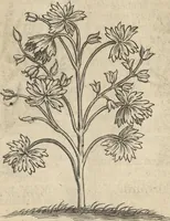An illustration from Museum Museorum, Oder Vollständige Schau-Bühne Aller Materialien und Specereÿen: Nebst deren Natürlichen Beschreibung/ Election, Nutzen und Gebrauch/ Aus andern Material- Kunst- und Naturalien-Kammern/ Oost- und West-Indischen Reiß-Beschreibungen/ Curiosen Zeit- und Tag-Registern/ Natur- und Artzney-Kündigern/ wie auch selbst-eigenen Erfahrung ... (1704)