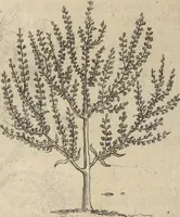 An illustration from Museum Museorum, Oder Vollständige Schau-Bühne Aller Materialien und Specereÿen: Nebst deren Natürlichen Beschreibung/ Election, Nutzen und Gebrauch/ Aus andern Material- Kunst- und Naturalien-Kammern/ Oost- und West-Indischen Reiß-Beschreibungen/ Curiosen Zeit- und Tag-Registern/ Natur- und Artzney-Kündigern/ wie auch selbst-eigenen Erfahrung ... (1704)