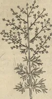 An illustration from Museum Museorum, Oder Vollständige Schau-Bühne Aller Materialien und Specereÿen: Nebst deren Natürlichen Beschreibung/ Election, Nutzen und Gebrauch/ Aus andern Material- Kunst- und Naturalien-Kammern/ Oost- und West-Indischen Reiß-Beschreibungen/ Curiosen Zeit- und Tag-Registern/ Natur- und Artzney-Kündigern/ wie auch selbst-eigenen Erfahrung ... (1704)