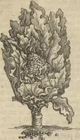 An illustration from Museum Museorum, Oder Vollständige Schau-Bühne Aller Materialien und Specereÿen: Nebst deren Natürlichen Beschreibung/ Election, Nutzen und Gebrauch/ Aus andern Material- Kunst- und Naturalien-Kammern/ Oost- und West-Indischen Reiß-Beschreibungen/ Curiosen Zeit- und Tag-Registern/ Natur- und Artzney-Kündigern/ wie auch selbst-eigenen Erfahrung ... (1704)