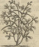 An illustration from Museum Museorum, Oder Vollständige Schau-Bühne Aller Materialien und Specereÿen: Nebst deren Natürlichen Beschreibung/ Election, Nutzen und Gebrauch/ Aus andern Material- Kunst- und Naturalien-Kammern/ Oost- und West-Indischen Reiß-Beschreibungen/ Curiosen Zeit- und Tag-Registern/ Natur- und Artzney-Kündigern/ wie auch selbst-eigenen Erfahrung ... (1704)