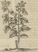 An illustration from Museum Museorum, Oder Vollständige Schau-Bühne Aller Materialien und Specereÿen: Nebst deren Natürlichen Beschreibung/ Election, Nutzen und Gebrauch/ Aus andern Material- Kunst- und Naturalien-Kammern/ Oost- und West-Indischen Reiß-Beschreibungen/ Curiosen Zeit- und Tag-Registern/ Natur- und Artzney-Kündigern/ wie auch selbst-eigenen Erfahrung ... (1704)