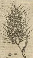 An illustration from Museum Museorum, Oder Vollständige Schau-Bühne Aller Materialien und Specereÿen: Nebst deren Natürlichen Beschreibung/ Election, Nutzen und Gebrauch/ Aus andern Material- Kunst- und Naturalien-Kammern/ Oost- und West-Indischen Reiß-Beschreibungen/ Curiosen Zeit- und Tag-Registern/ Natur- und Artzney-Kündigern/ wie auch selbst-eigenen Erfahrung ... (1704)