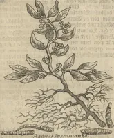 An illustration from Museum Museorum, Oder Vollständige Schau-Bühne Aller Materialien und Specereÿen: Nebst deren Natürlichen Beschreibung/ Election, Nutzen und Gebrauch/ Aus andern Material- Kunst- und Naturalien-Kammern/ Oost- und West-Indischen Reiß-Beschreibungen/ Curiosen Zeit- und Tag-Registern/ Natur- und Artzney-Kündigern/ wie auch selbst-eigenen Erfahrung ... (1704)