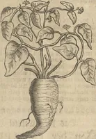 An illustration from Museum Museorum, Oder Vollständige Schau-Bühne Aller Materialien und Specereÿen: Nebst deren Natürlichen Beschreibung/ Election, Nutzen und Gebrauch/ Aus andern Material- Kunst- und Naturalien-Kammern/ Oost- und West-Indischen Reiß-Beschreibungen/ Curiosen Zeit- und Tag-Registern/ Natur- und Artzney-Kündigern/ wie auch selbst-eigenen Erfahrung ... (1704)