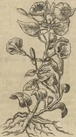 An illustration from Museum Museorum, Oder Vollständige Schau-Bühne Aller Materialien und Specereÿen: Nebst deren Natürlichen Beschreibung/ Election, Nutzen und Gebrauch/ Aus andern Material- Kunst- und Naturalien-Kammern/ Oost- und West-Indischen Reiß-Beschreibungen/ Curiosen Zeit- und Tag-Registern/ Natur- und Artzney-Kündigern/ wie auch selbst-eigenen Erfahrung ... (1704)