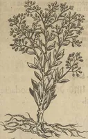 An illustration from Museum Museorum, Oder Vollständige Schau-Bühne Aller Materialien und Specereÿen: Nebst deren Natürlichen Beschreibung/ Election, Nutzen und Gebrauch/ Aus andern Material- Kunst- und Naturalien-Kammern/ Oost- und West-Indischen Reiß-Beschreibungen/ Curiosen Zeit- und Tag-Registern/ Natur- und Artzney-Kündigern/ wie auch selbst-eigenen Erfahrung ... (1704)