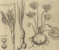 An illustration from Museum Museorum, Oder Vollständige Schau-Bühne Aller Materialien und Specereÿen: Nebst deren Natürlichen Beschreibung/ Election, Nutzen und Gebrauch/ Aus andern Material- Kunst- und Naturalien-Kammern/ Oost- und West-Indischen Reiß-Beschreibungen/ Curiosen Zeit- und Tag-Registern/ Natur- und Artzney-Kündigern/ wie auch selbst-eigenen Erfahrung ... (1704)